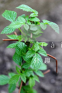愛(ài)分趣免息分期靠譜嗎 愛(ài)分趣網(wǎng)絡(luò)技術(shù)(上海)有限公司