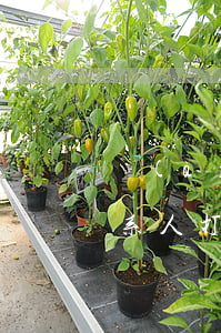 愛(ài)又米逾期幾天給聯(lián)系人打電話(huà)-愛(ài)又米逾期幾天會(huì)給緊急聯(lián)系人打電話(huà)