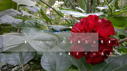 愛(ài)思全綠怎么看(愛(ài)思檢測(cè)全綠是什么意思)