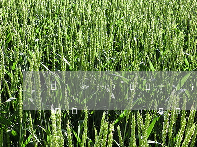 愛(ài)錢進(jìn)的貸款還需要還嗎（愛(ài)錢進(jìn)沒(méi)貸錢怎么有逾期了）