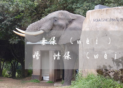 愛妻保衛(wèi)戰(zhàn)夫妻離婚(愛情保衛(wèi)戰(zhàn)分不開的妻子)