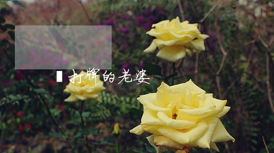 愛打牌的老婆