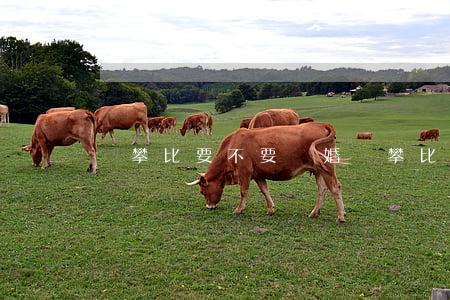 愛攀比要不要離婚(愛攀比要不要離婚)