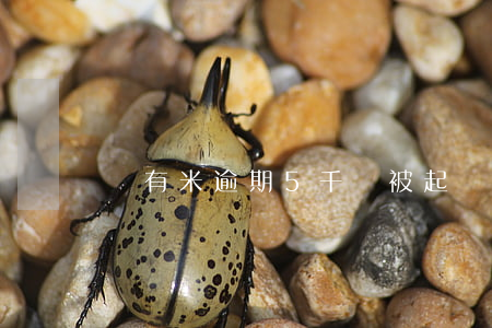愛有米逾期5千會被起訴嘛(愛又米起訴)