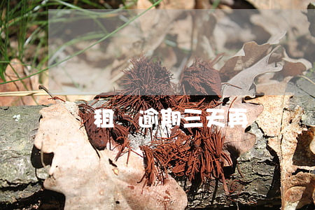 愛租機逾期三天再還