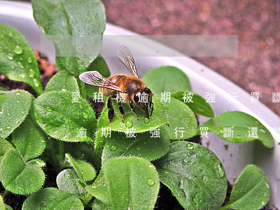 愛租機逾期被強行買斷還能協商嗎-愛租機逾期被強行買斷還能協商嗎怎么辦