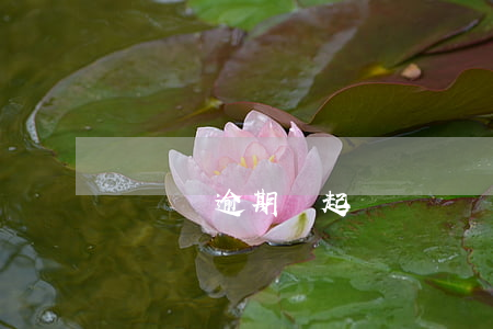 愛錢進逾期會起訴嗎