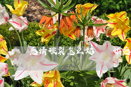 感情破裂怎么起訴離婚(感情破裂想離婚)