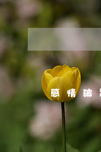 感情破裂想離婚該怎么辦