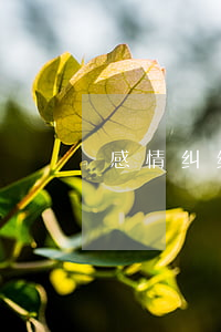 感情纠纷协议书模板(感情纠纷协议保证书)