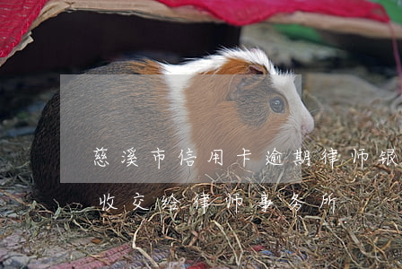 慈溪市信用卡逾期律师(银行将信用卡逾期催收交给律师事务所)