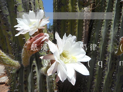 慈溪起訴離婚律師費(fèi)用大概多少(離婚訴訟請(qǐng)律師要多少錢)
