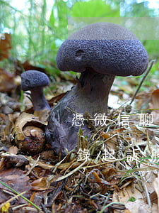 憑微信聊天記錄起訴勝率多大(憑微信轉賬記錄起訴勝率多大)