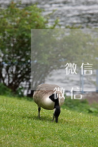 憑微信轉(zhuǎn)賬起訴勝率多大（靠微信轉(zhuǎn)賬起訴的案例）