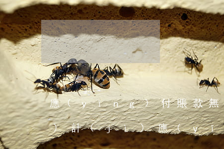 應(yīng)付賬款無力償還會(huì)計(jì)(應(yīng)付賬款無力支付計(jì)入什么科目)