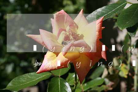 應(yīng)對網(wǎng)貸催收-如何應(yīng)對網(wǎng)貸催收