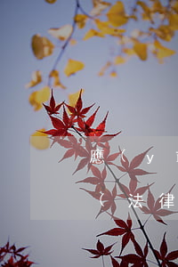 應(yīng)用法律法規(guī)順序(法律適用的順序是什么)