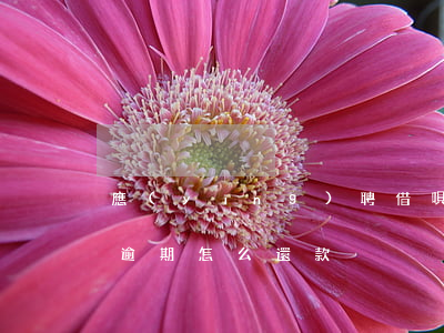 應(yīng)聘借唄逾期后如何處理(借唄逾期怎么還款?)