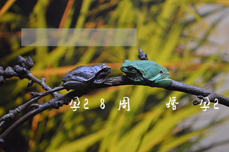 懷孕28周鬧離婚(懷孕28周鬧離婚)