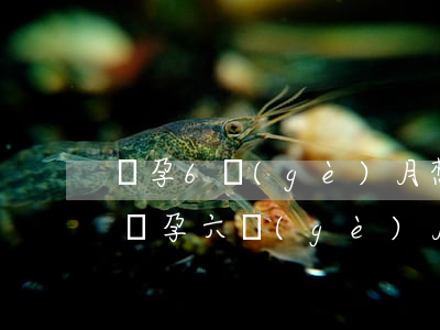 懷孕6個(gè)月想離婚怎么辦(感情不和懷孕六個(gè)月了想離婚怎么辦)