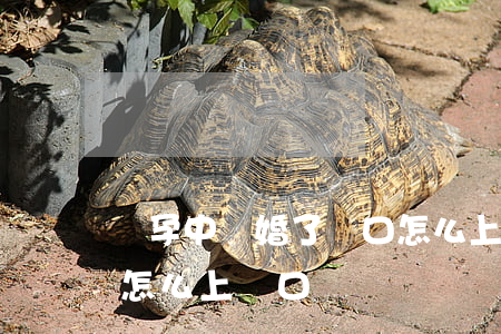 懷孕中離婚了戶口怎么上(懷著孕離婚了孩子怎么上戶口)