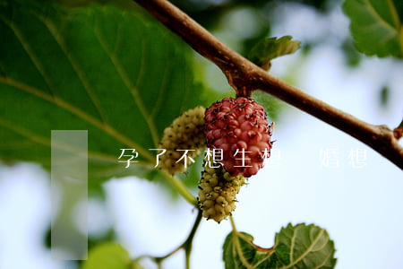 懷孕了不想生想離婚(想離婚卻懷孕了該怎么辦?)