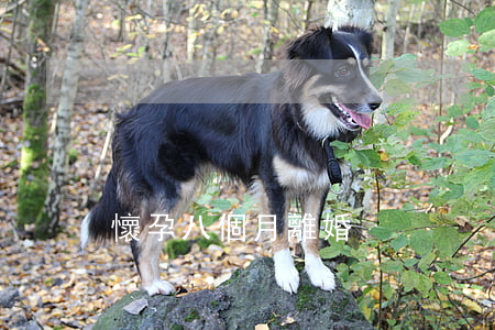 懷孕八個月離婚