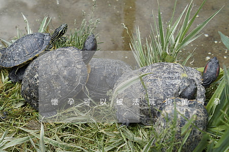 懷孕可以被法院拘留嗎(孕婦犯法會被拘留嗎)