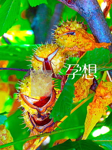 懷孕想離婚