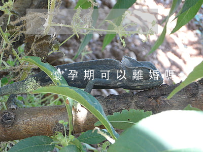 懷孕期可以離婚嗎