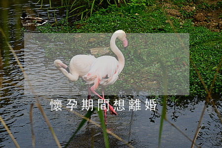 懷孕期間想離婚