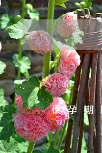 懷孕期間無力（孕婦無力償還怎么辦）