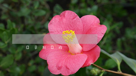 懷孕期離婚