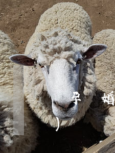 懷孕離婚賠償標(biāo)準(zhǔn)