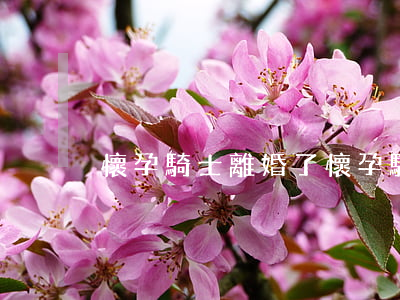 懷孕騎士離婚了(懷孕騎士離婚了)