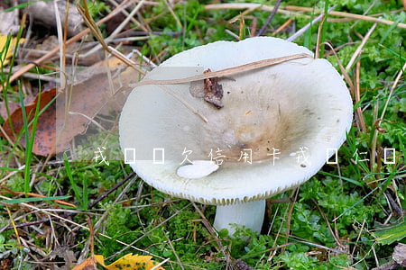 戎澤龍欠信用卡(戎澤仁國畫價位)