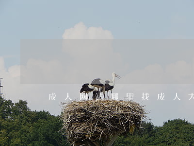 成人网站哪里找(成人大专查询官网)