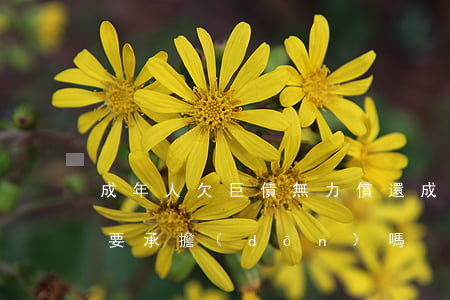 成年人欠巨債無力償還(成年以后欠債家庭需要承擔(dān)嗎)