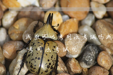 成教可以考司法考试吗(成人教育法学本科能考司法考试吗)