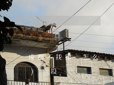 成都不找律師怎么維權(成都律師協(xié)會投訴電話)