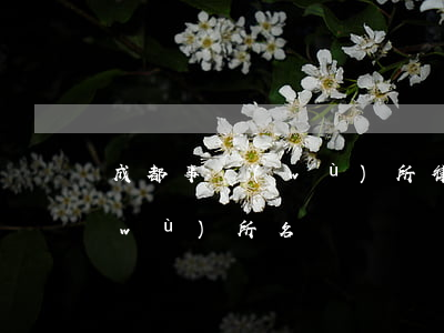 成都事務(wù)所律師(成都市律師事務(wù)所名錄)
