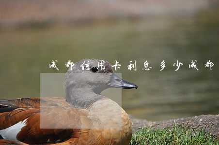 成都信用卡利息多少(成都信用卡利息多少)
