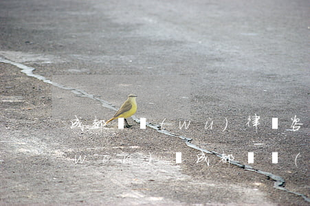 成都債務(wù)律師咨詢(xún)問(wèn)題（成都債務(wù)追回律師推薦）