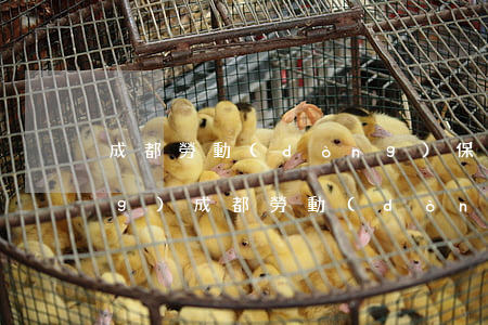 成都勞動(dòng)保障信息網(wǎng)(成都勞動(dòng)保障信息網(wǎng)登錄)