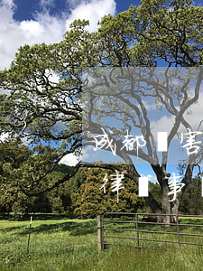 成都厲害的律師事務(wù)所(成都最大的律師事務(wù)所)