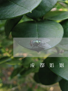 成都婚姻律師哪家比較好