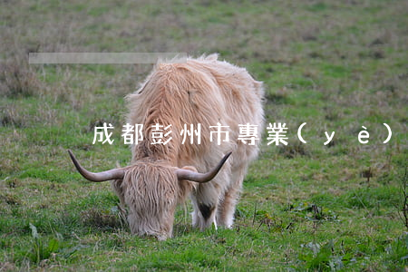 成都彭州市專業(yè)債務律師怎么委托
