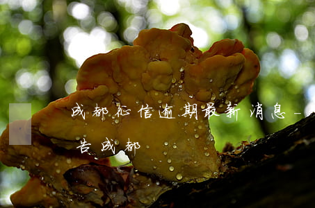 成都征信逾期最新消息-征信報(bào)告成都
