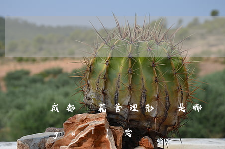 成都戶籍管理部門是哪個（成都戶籍管理規(guī)定）