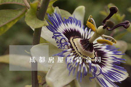 成都房屋租賃合同